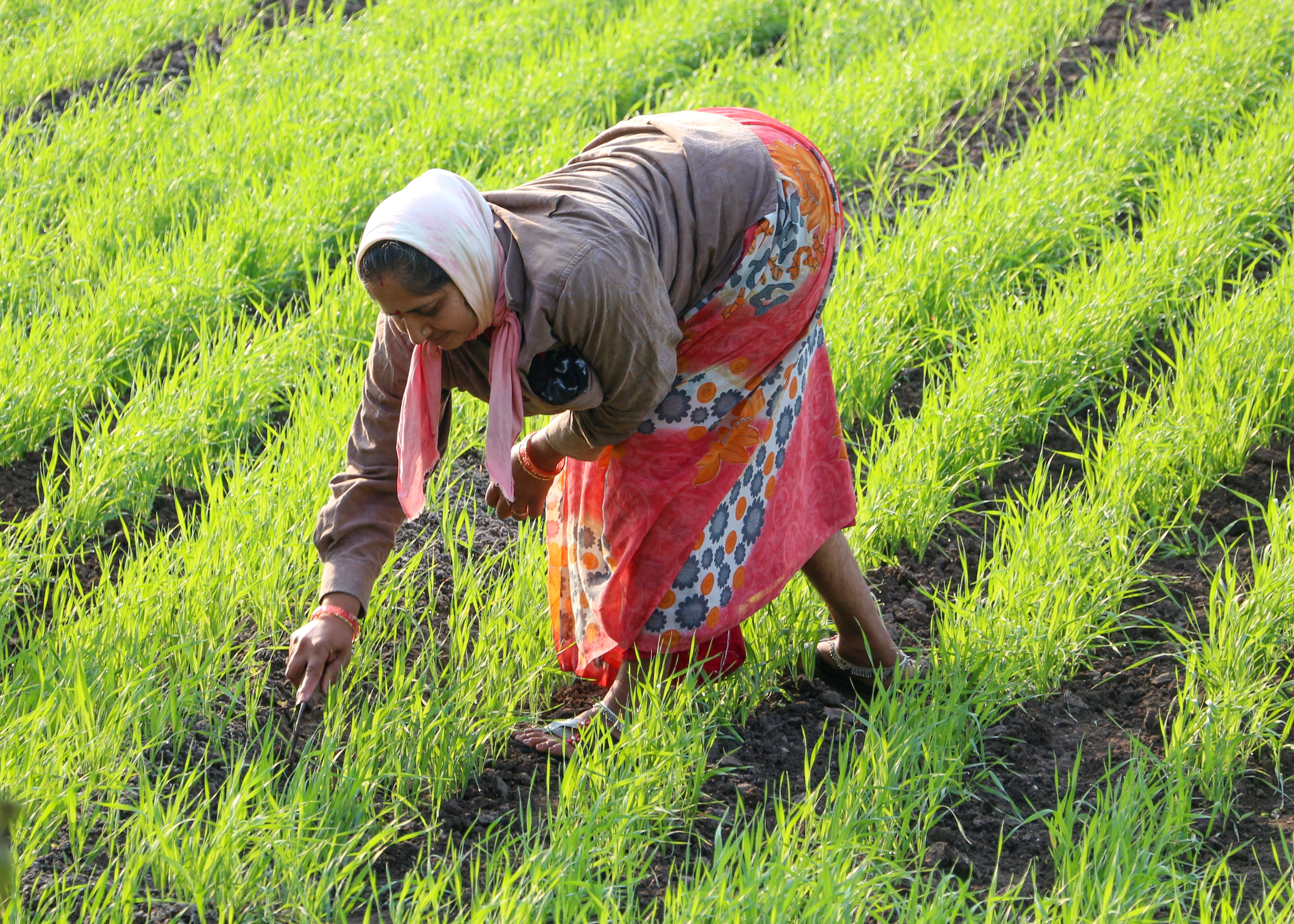 Farmers in the field