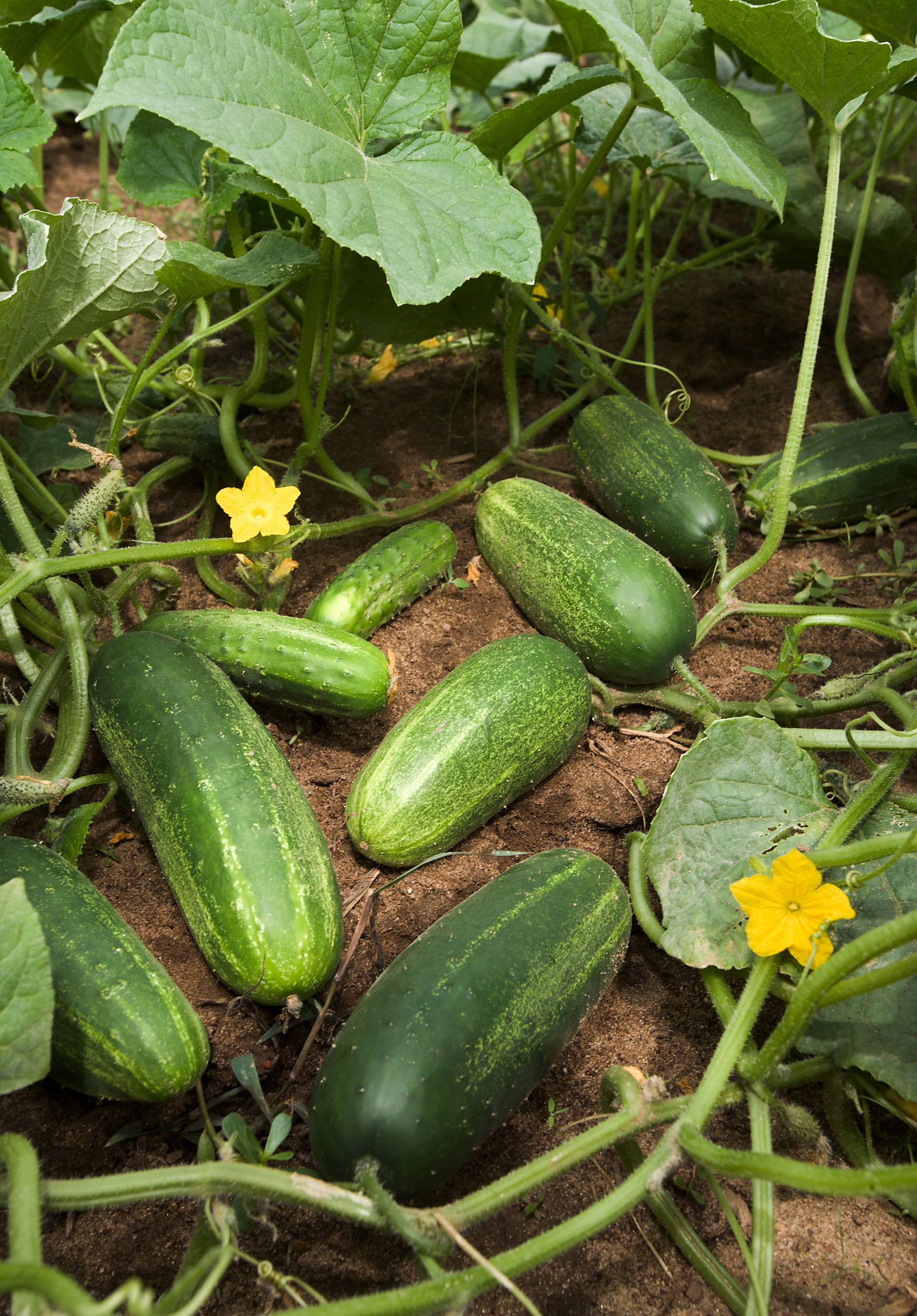 Cucumber Seeds