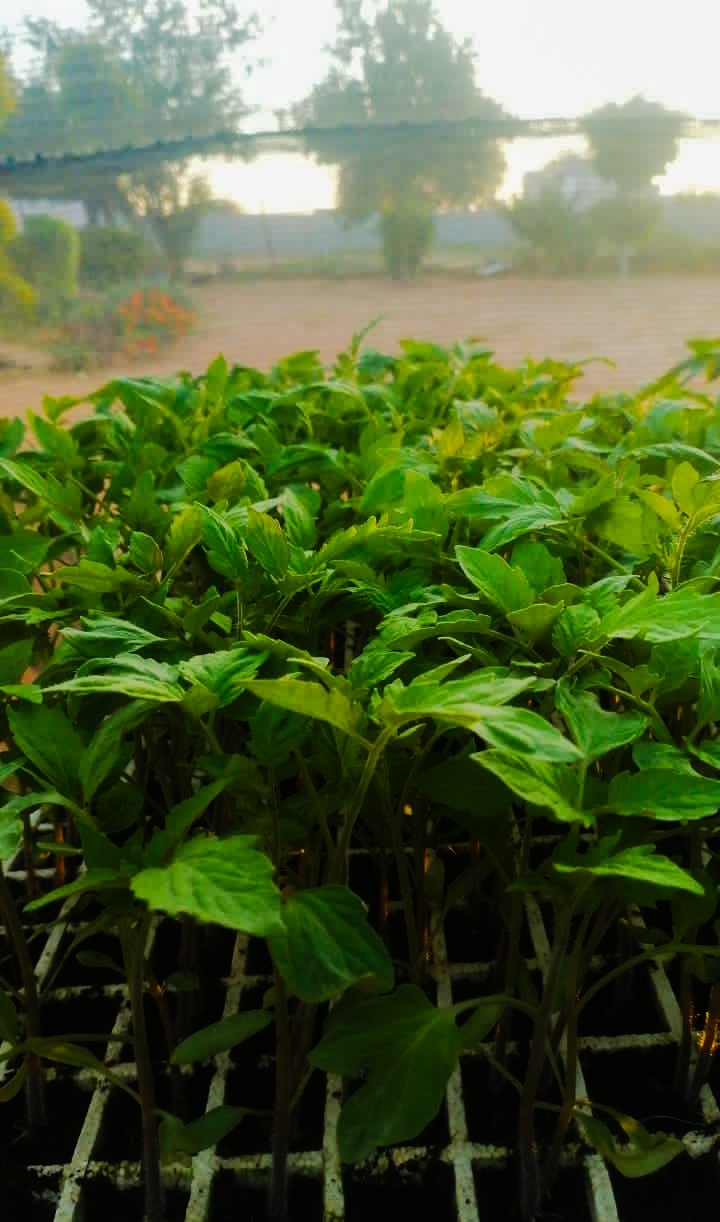 Hybrid Tomato Seeds