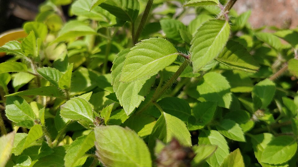 Tulsi Tea